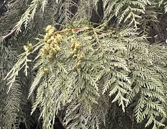 Thuja plicata
