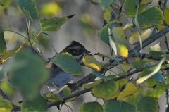 Emberiza rustica