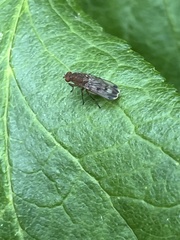 Suillia variegata