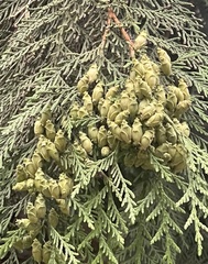 Thuja plicata