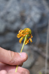 Rudbeckia glaucescens