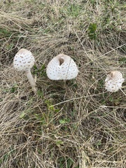 Macrolepiota procera