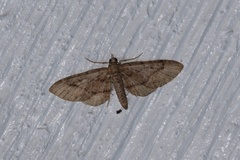 Eupithecia unicolor