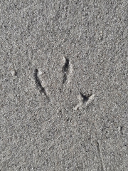 Chroicocephalus ridibundus