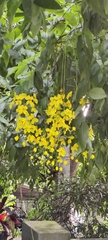 Cassia fistula