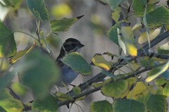 Emberiza rustica