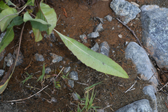 Rudbeckia glaucescens