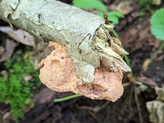 Hapalopilus rutilans