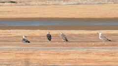 Larus fuscus barabensis