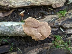 Hapalopilus rutilans