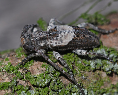 Pogonocherus anatolicus