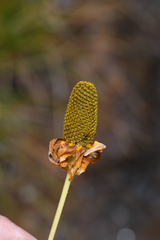 Rudbeckia glaucescens