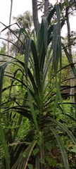 Pandanus
