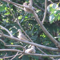 Zenaida macroura carolinensis