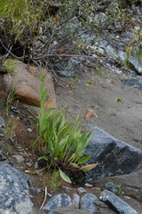 Rudbeckia glaucescens