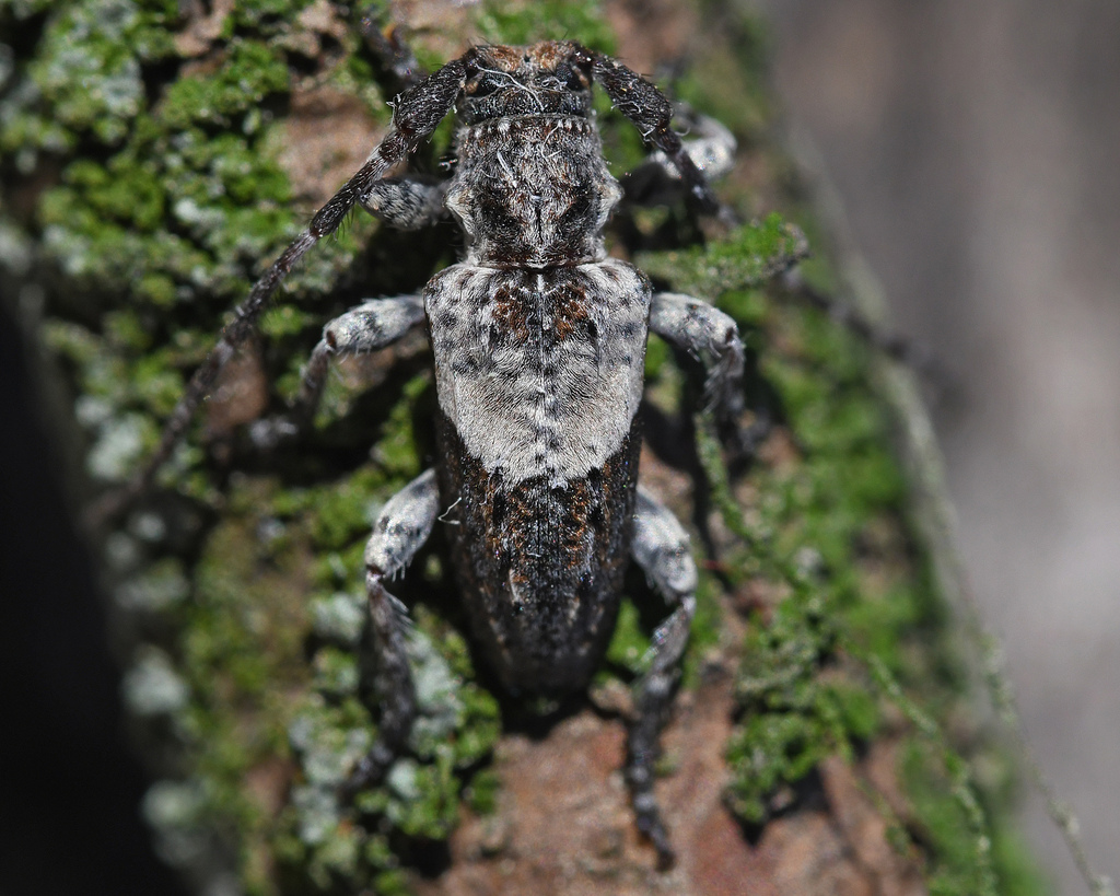 Pogonocherus anatolicus