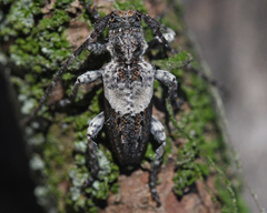 Pogonocherus anatolicus