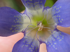 Gentiana setigera