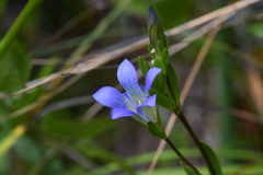 Gentiana setigera
