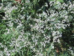 Eupatorium