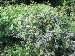 Eupatorium