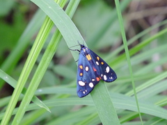 Callimorpha dominula