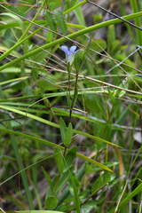 Gentiana setigera