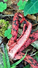 Clathrus archeri