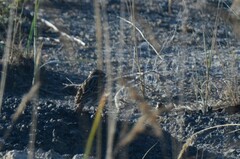 Emberiza leucocephalos