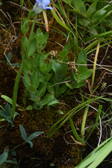 Gentiana setigera