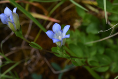 Gentiana setigera