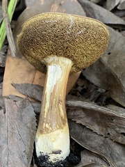 Xerocomus subtomentosus