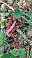 Clathrus archeri