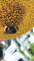 Bombus