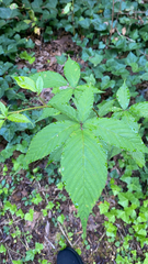 Rubus pensilvanicus