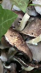 Stropharia rugosoannulata