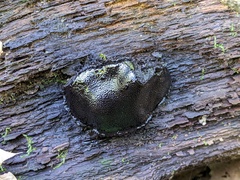 Camarops petersii