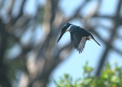 Chloroceryle amazona