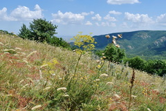 Ferulago galbanifera