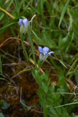 Gentiana setigera