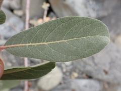 Salix delnortensis