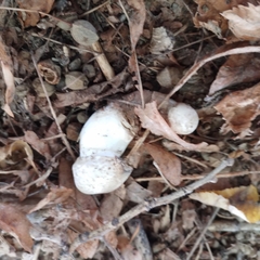 Leucoagaricus barssii