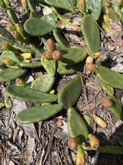 Opuntia mesacantha