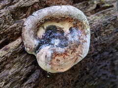 Camarops petersii