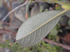 Salix delnortensis