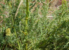 Ferulago galbanifera