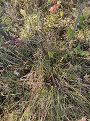 Carex vulpinoidea