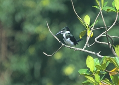 Chloroceryle amazona