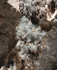 Helichrysum heldreichii