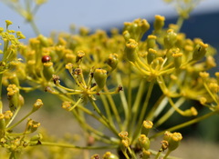 Ferulago galbanifera